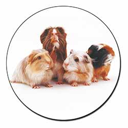 Guinea Pigs Fridge Magnet Printed Full Colour