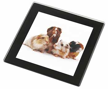 Guinea Pigs Black Rim High Quality Glass Coaster