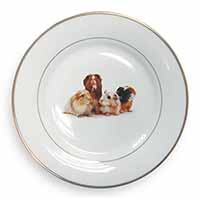 Guinea Pigs Gold Rim Plate Printed Full Colour in Gift Box