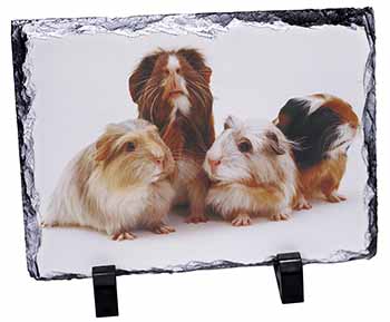 Guinea Pigs, Stunning Photo Slate