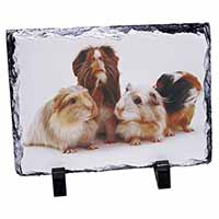 Guinea Pigs, Stunning Photo Slate