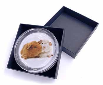 Guinea Pig Print Glass Paperweight in Gift Box
