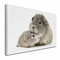 Silver Guinea Pigs Canvas X-Large 30"x20" Wall Art Print