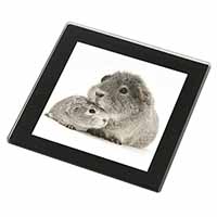 Silver Guinea Pigs Black Rim High Quality Glass Coaster