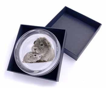 Silver Guinea Pigs Glass Paperweight in Gift Box