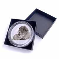 Silver Guinea Pigs Glass Paperweight in Gift Box
