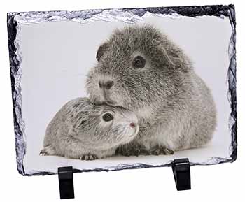 Silver Guinea Pigs, Stunning Photo Slate