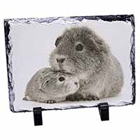 Silver Guinea Pigs, Stunning Photo Slate