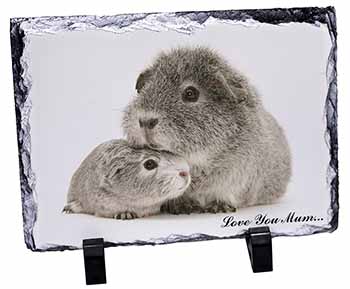 Silver Guinea Pigs 