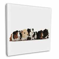 Baby Guinea Pigs Square Canvas 12"x12" Wall Art Picture Print