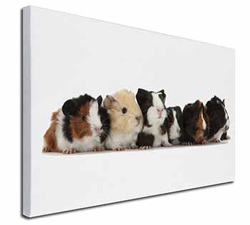 Baby Guinea Pigs Canvas X-Large 30"x20" Wall Art Print