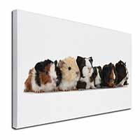 Baby Guinea Pigs Canvas X-Large 30"x20" Wall Art Print