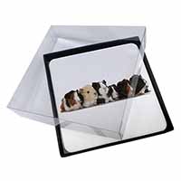 4x Baby Guinea Pigs Picture Table Coasters Set in Gift Box