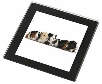 Baby Guinea Pigs Black Rim High Quality Glass Coaster