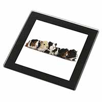 Baby Guinea Pigs Black Rim High Quality Glass Coaster