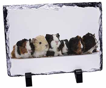 Baby Guinea Pigs, Stunning Photo Slate