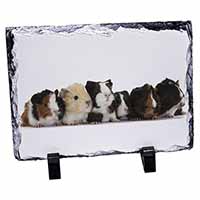 Baby Guinea Pigs, Stunning Photo Slate