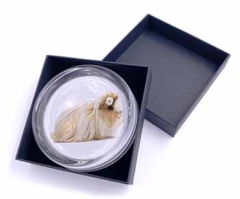 Flower in Hair Guinea Pig Glass Paperweight in Gift Box