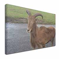 Cute Nanny Goat Canvas X-Large 30"x20" Wall Art Print