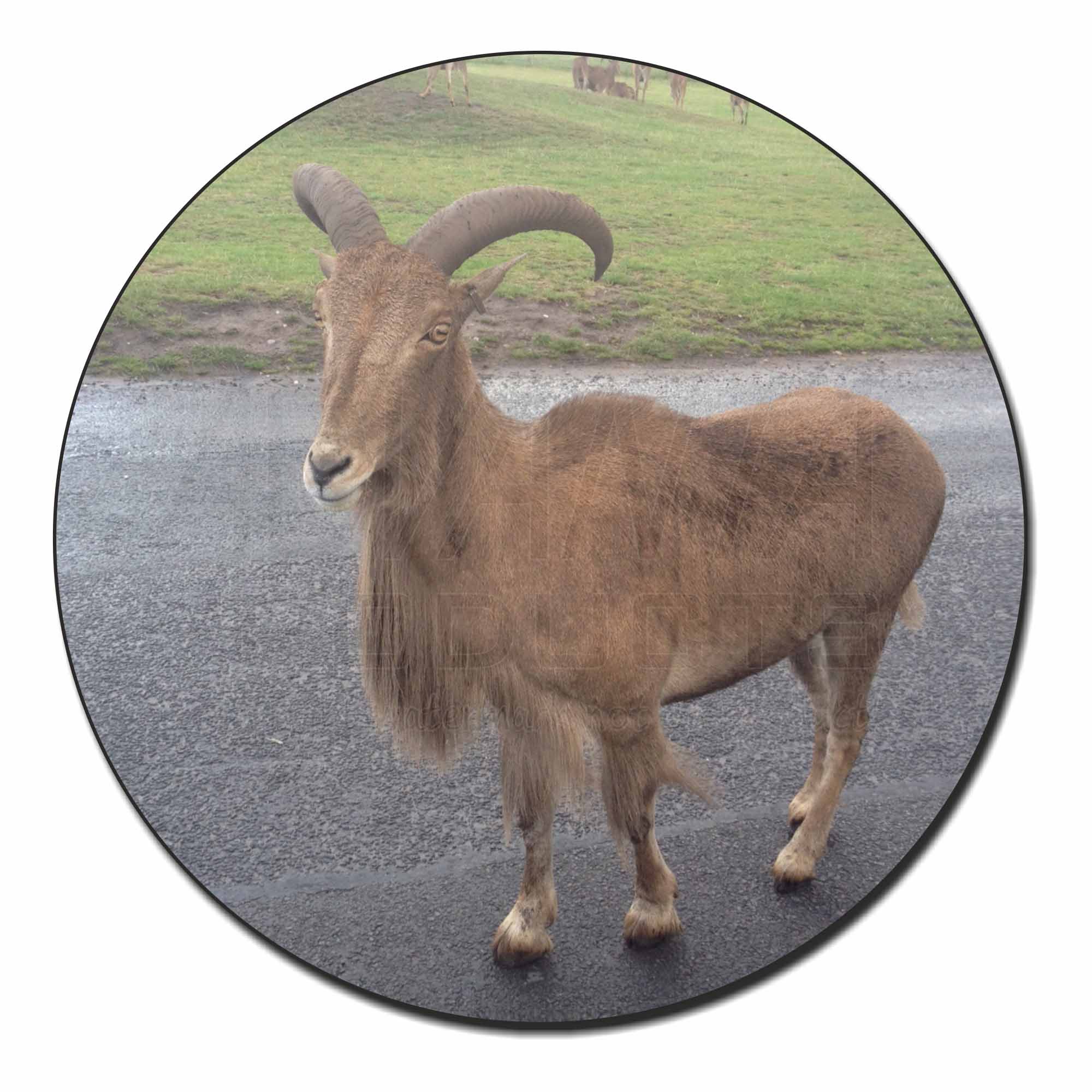 Cute Nanny Goat Fridge Magnet Stocking Filler Christmas Gift GOAT-1FM