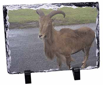 Cute Nanny Goat, Stunning Photo Slate