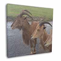 Three Cheeky Goats Square Canvas 12"x12" Wall Art Picture Print
