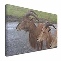 Three Cheeky Goats Canvas X-Large 30"x20" Wall Art Print