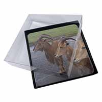 4x Three Cheeky Goats Picture Table Coasters Set in Gift Box