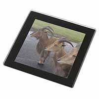 Three Cheeky Goats Black Rim High Quality Glass Coaster