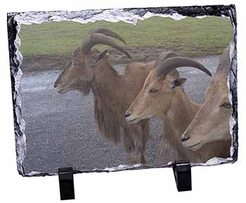Three Cheeky Goats, Stunning Photo Slate