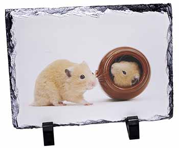 Hamsters in Play Pot, Stunning Photo Slate