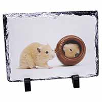 Hamsters in Play Pot, Stunning Photo Slate