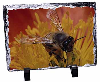 Honey Bee on Flower, Stunning Photo Slate
