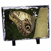 Owl Butterfly on Tree, Stunning Photo Slate