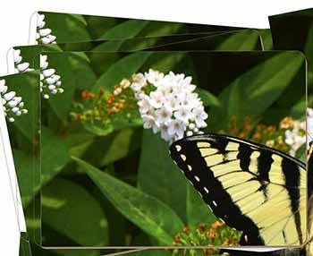 Pretty Black and Yellow Butterfly Picture Placemats in Gift Box
