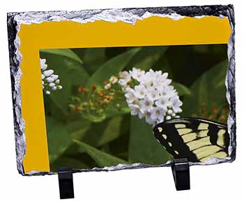 Pretty Black and Yellow Butterfly, Stunning Photo Slate