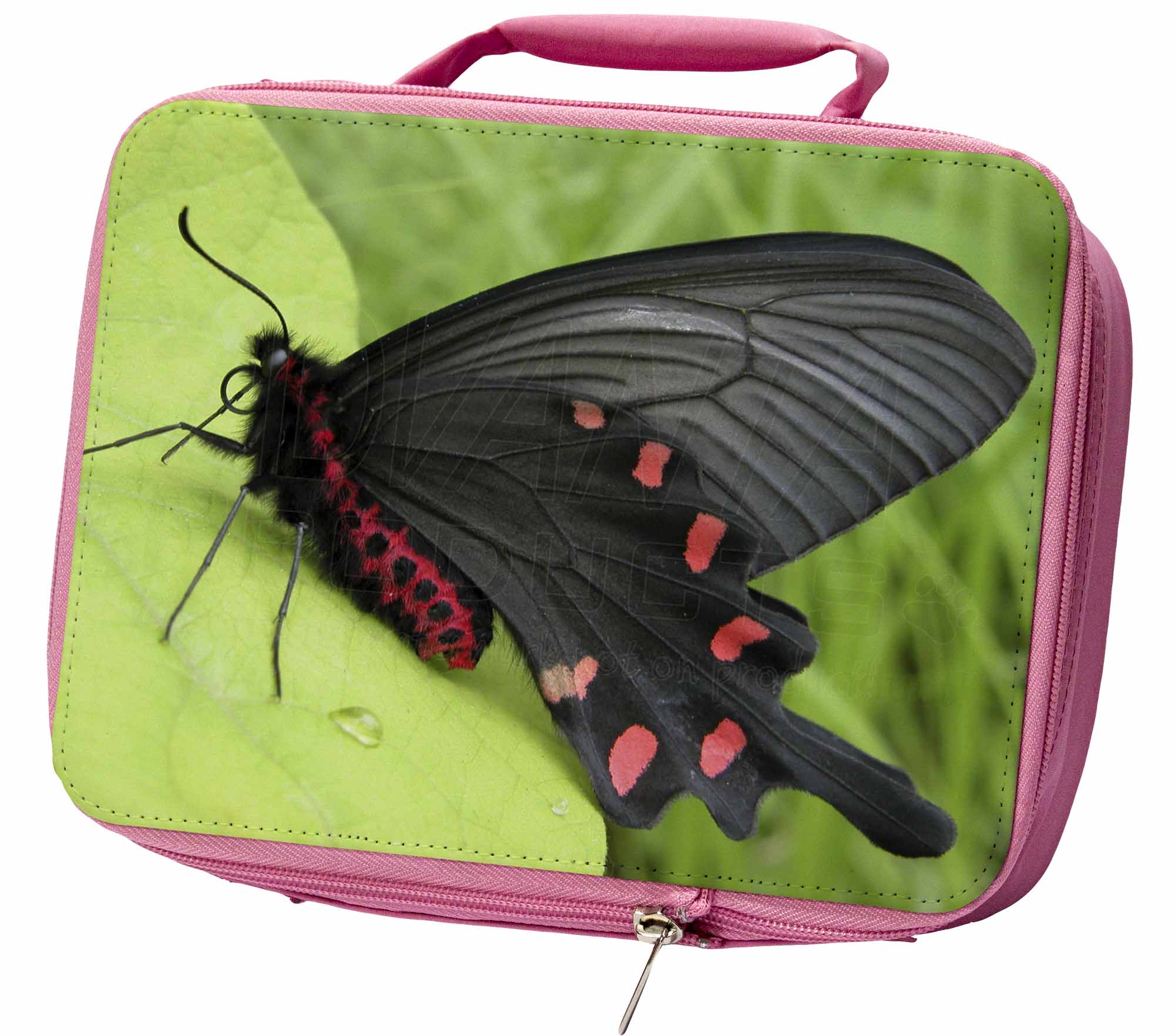 butterfly lunch box