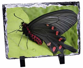 Black and Red Butterflies, Stunning Photo Slate