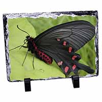 Black and Red Butterflies, Stunning Animal Photo Slate
