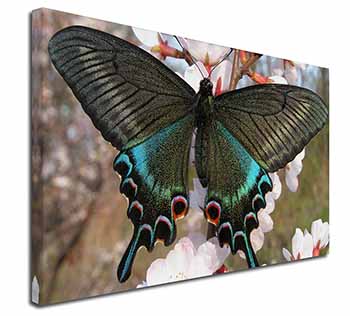 Black and Blue Butterfly Canvas X-Large 30"x20" Wall Art Print