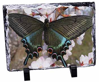 Black and Blue Butterfly, Stunning Photo Slate
