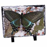 Black and Blue Butterfly, Stunning Photo Slate