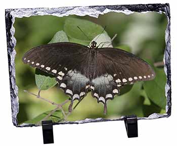 Butterflies, Brown Butterfly, Stunning Photo Slate