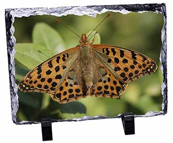 Butterflies, Tiger Moth Butterfly, Stunning Photo Slate