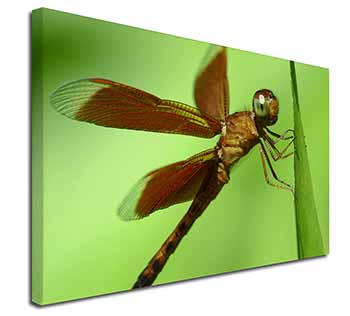 Dragonflies, Close-Up Dragonfly Print Canvas X-Large 30"x20" Wall Art Print
