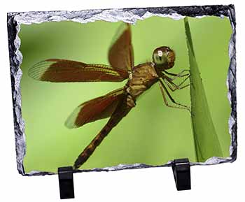 Dragonflies, Close-Up Dragonfly Print, Stunning Photo Slate
