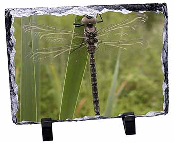 Dragonfly Print, Stunning Photo Slate