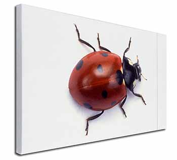 Close-Up Ladybird Print Canvas X-Large 30"x20" Wall Art Print