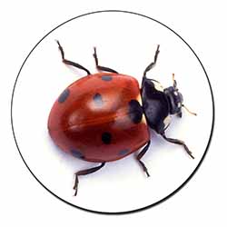 Close-Up Ladybird Print Fridge Magnet Printed Full Colour