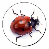 Close-Up Ladybird Print Fridge Magnet Printed Full Colour